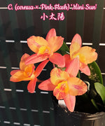 Carica l&#39;immagine nel visualizzatore Galleria, Cattleya Tangerine Fire &#39;Mini Sun&#39; (cernua × Pink Flash)
