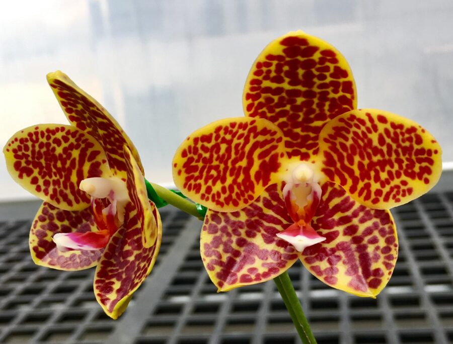 Phalaenopsis Chienlung Golden Gigan 'Prince' (Clone) Mainshow
