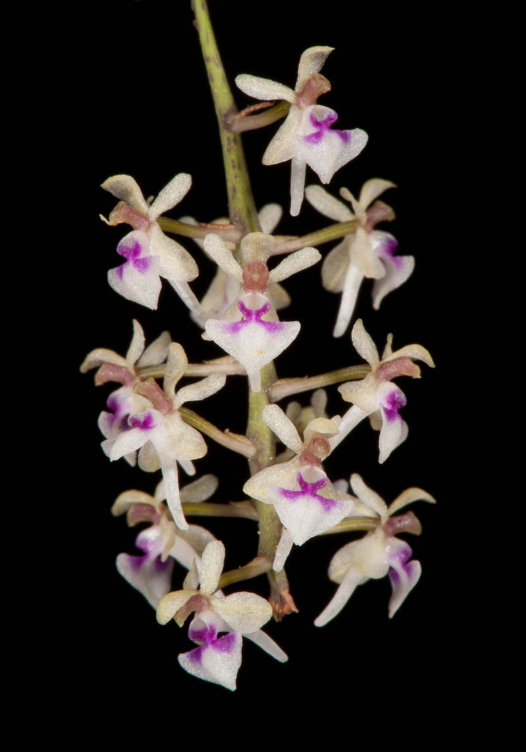 Saccolabiopsis pusilla