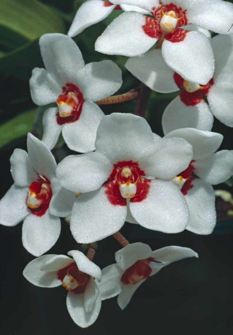 Sarcochilus hartmanii