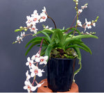 Carica l'immagine nel visualizzatore Galleria, Sarcochilus hartmannii