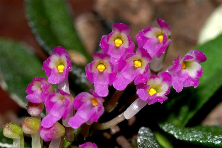 Schoenorchis scolopendria