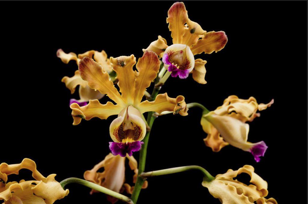 Schomburgkia brysiana