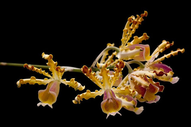 Schomburgkia brysiana