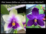 Carica l'immagine nel visualizzatore Galleria, Phalaenopsis bellina blue x tetraspis blue