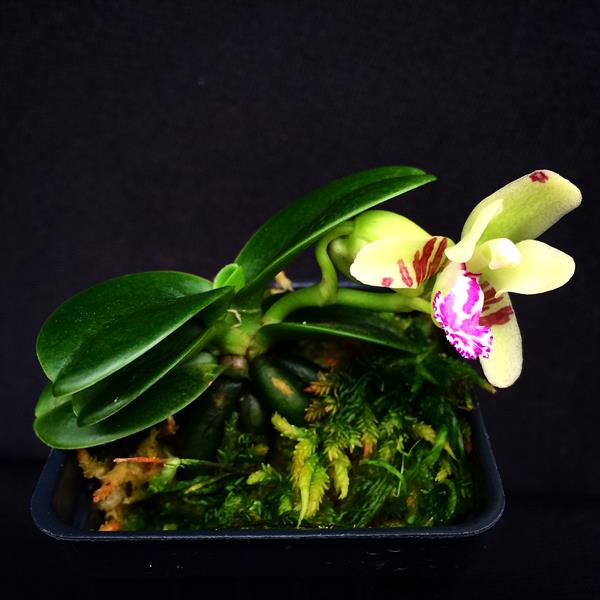 Sedirea japonica "Minmaru" (Mini Type)