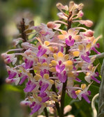 Carica l&#39;immagine nel visualizzatore Galleria, Seidenfadenia mitrata &#39;Yellow&#39;
