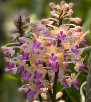 Seidenfadenia mitrata 'Yellow'
