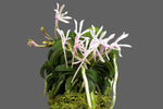 Carica l'immagine nel visualizzatore Galleria, Neofinetia falcata 'Seikai' 青海