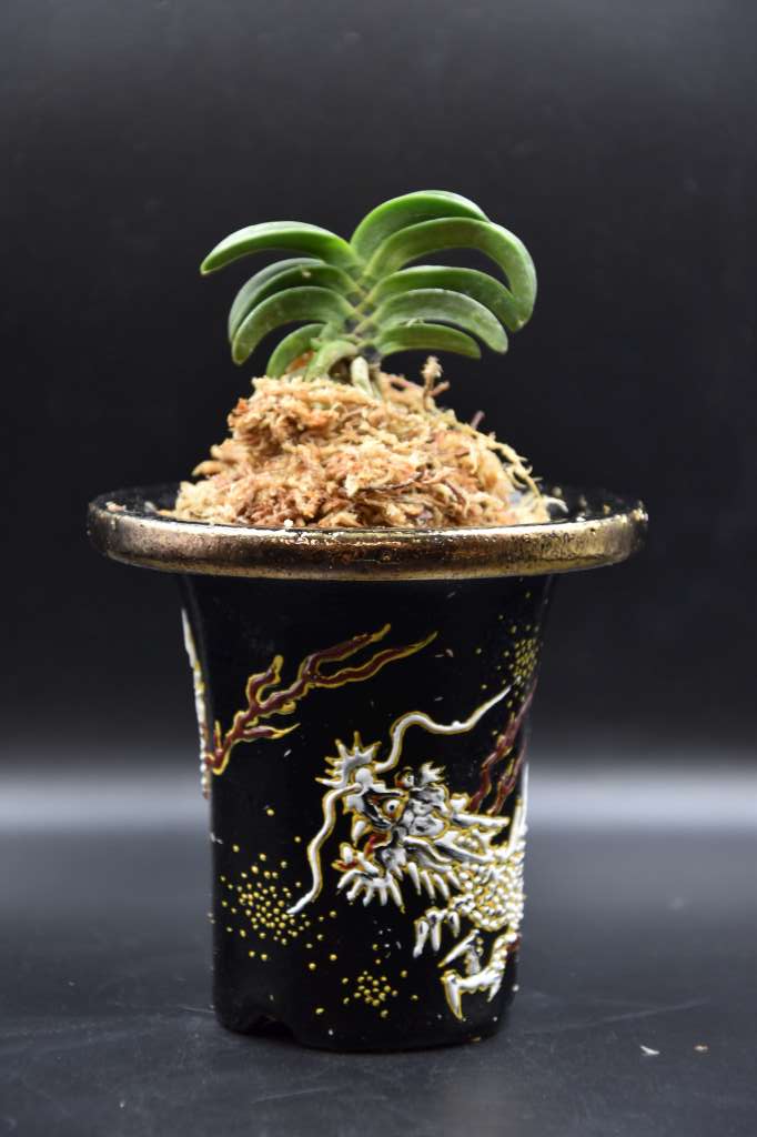 Neofinetia falcata 'Seikai' 青海