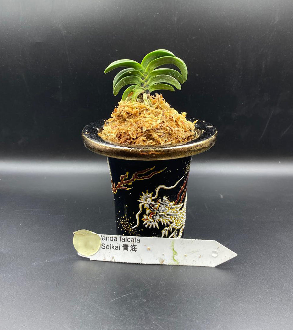 Neofinetia falcata 'Seikai' 青海
