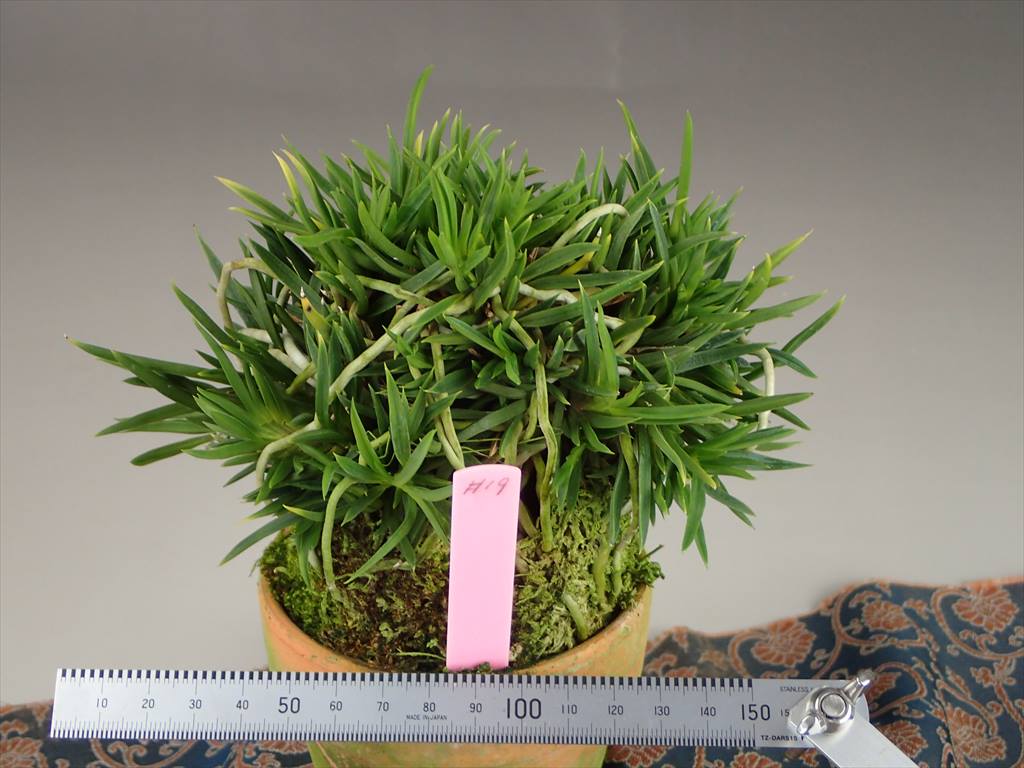 Neofinetia falcata 'Seiryujishi' 青龍獅子