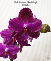 Phalaenopsis Sentra × Black Eagle