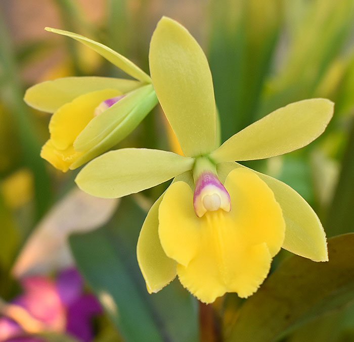 Sergioara Yokosuka Story 'Little Oriole' (Epc. Rene Marques x Rth. Free Spirit)