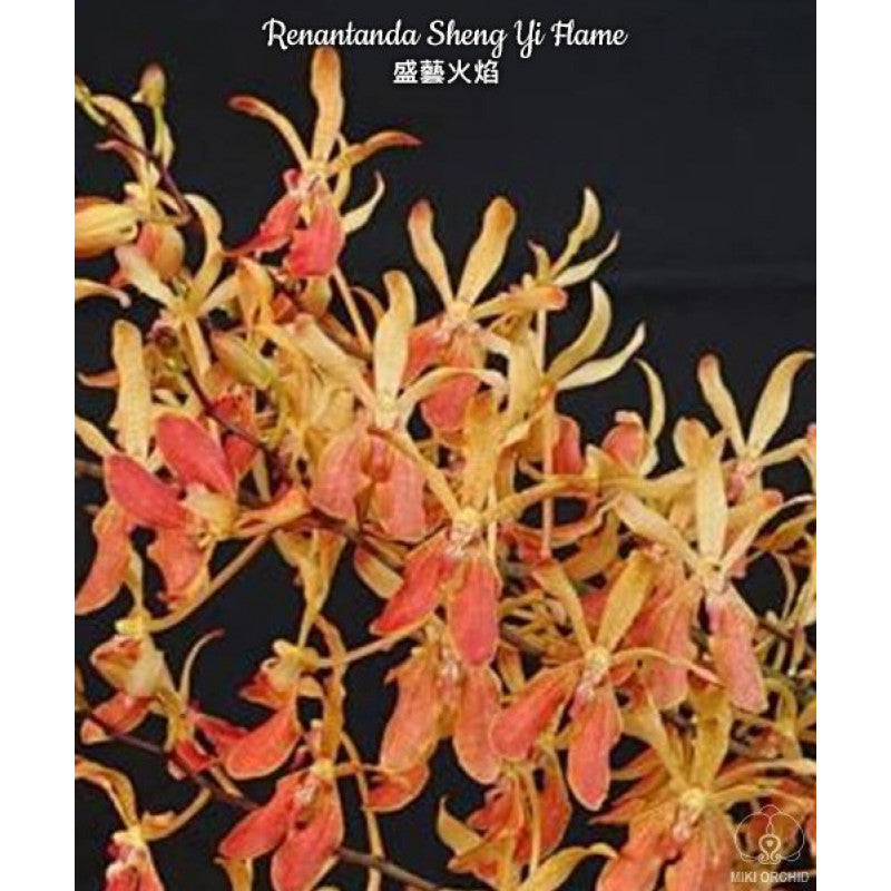 Renantanda Sheng Yi Flame (R. imschootiana × V. lamellata)