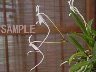 Neofinetia falcata 'Shitakirisuzume' 舌奇離雀