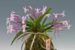 Load image into Gallery viewer, Neofinetia falcata 'Shōjō' 猩々