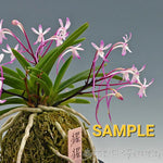 Load image into Gallery viewer, Neofinetia falcata 'Shōjō' 猩々