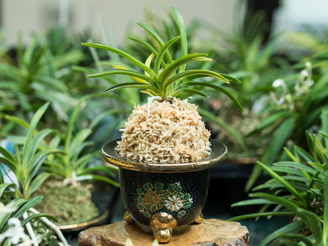 Neofinetia falcata ‘Seiou nishiki’ 青王錦