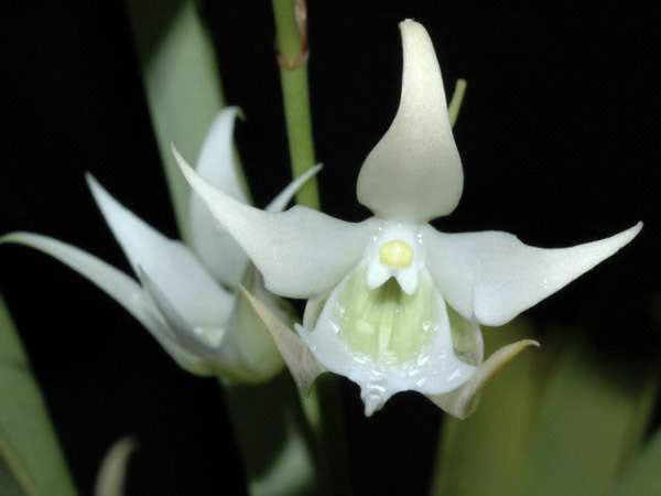 Sobennikoffia humbertiana