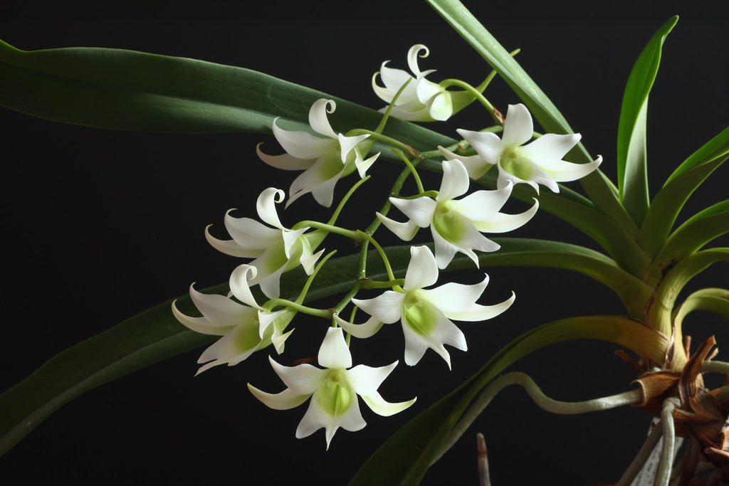 Sobennikoffia robusta