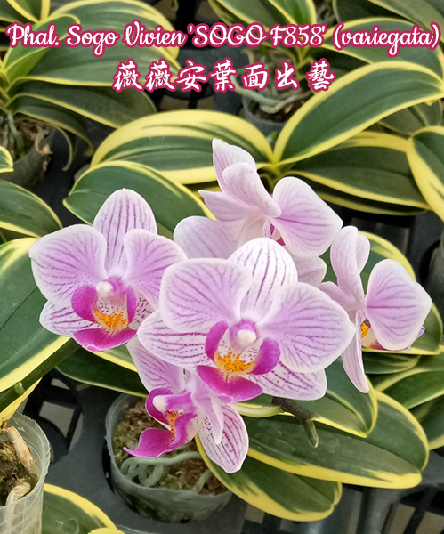 Phalaenopsis Sogo Vivien 'SOGO F858' (variegated)