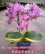Load image into Gallery viewer, Phalaenopsis Sogo Vivien 'SOGO F858' (variegata) 