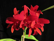Sophrolaeliocattleya Hsiang Yu Red Pearl 'Red Dragonfly'