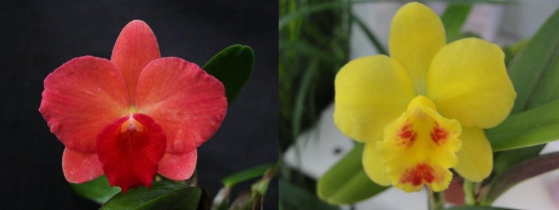 Sophrolaeliocattleya Jillian Lee 4n x Sc. Beaufort 4n