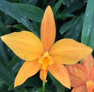Sophrolaeliocattleya Jillicoc x Laelia harpophylla