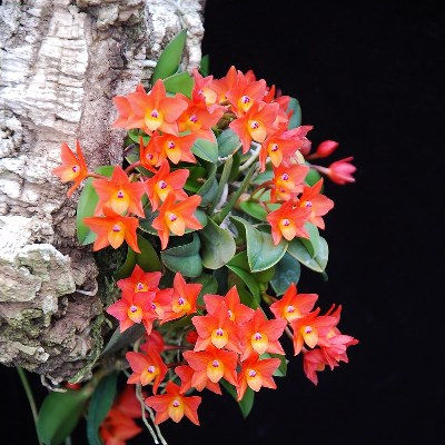 Sophronitis cernua 'Colibri'