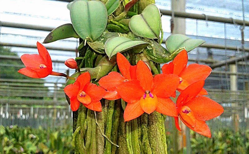 Sophronitis cernua 'Colibri'