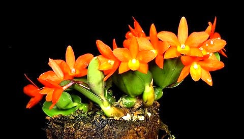 Sophronitis cernua 'laranja clara'