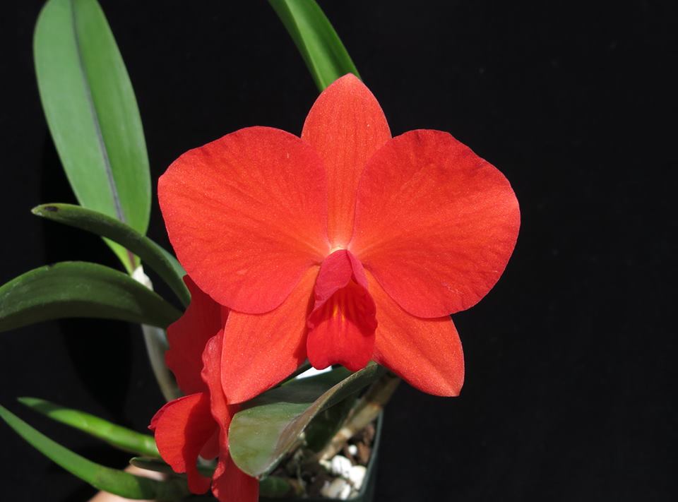 Sophronitis coccinea