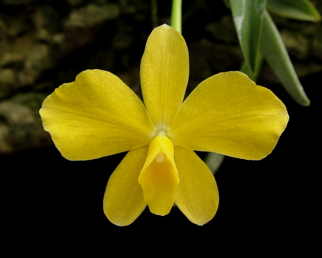 Sophronitis coccinea flava