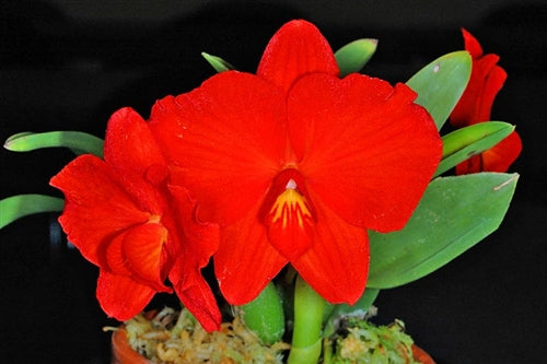 Sophronitis coccinea