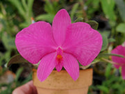 Sophronitis roseum / wittigiana 'Colibri'