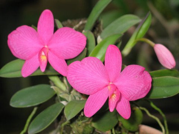 Sophronitis wittigiana