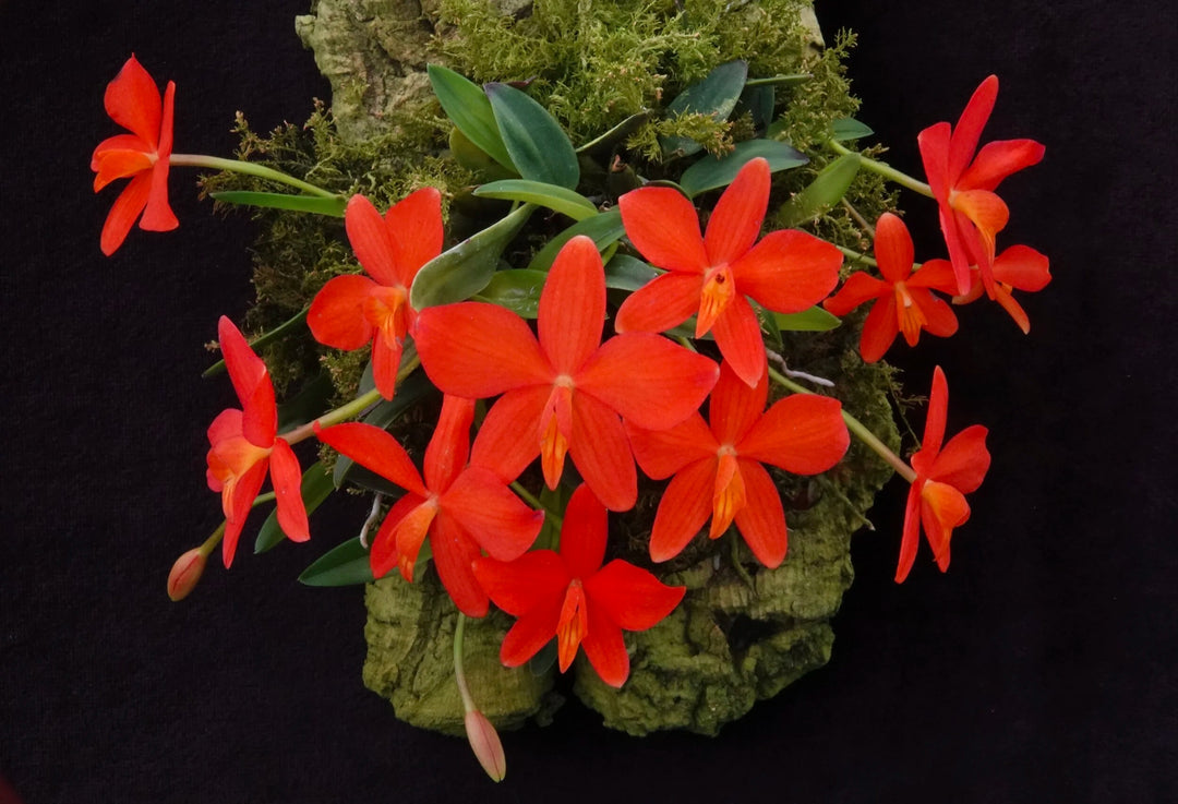 Sophronitis acuensis - Brazil Import