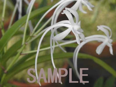 Neofinetia falcata 'Soubiryu' 双尾龍