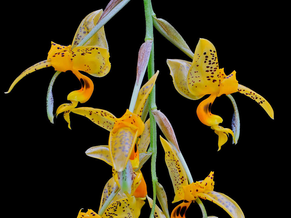 Stanhopea embreei orange
