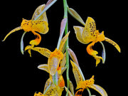 Stanhopea embreei orange