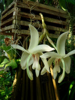 Carica l&#39;immagine nel visualizzatore Galleria, Stanhopea grandiflora
