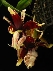 Stanhopea tigrina