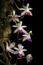 Carica l&#39;immagine nel visualizzatore Galleria, Stereochilus pachyphyllus
