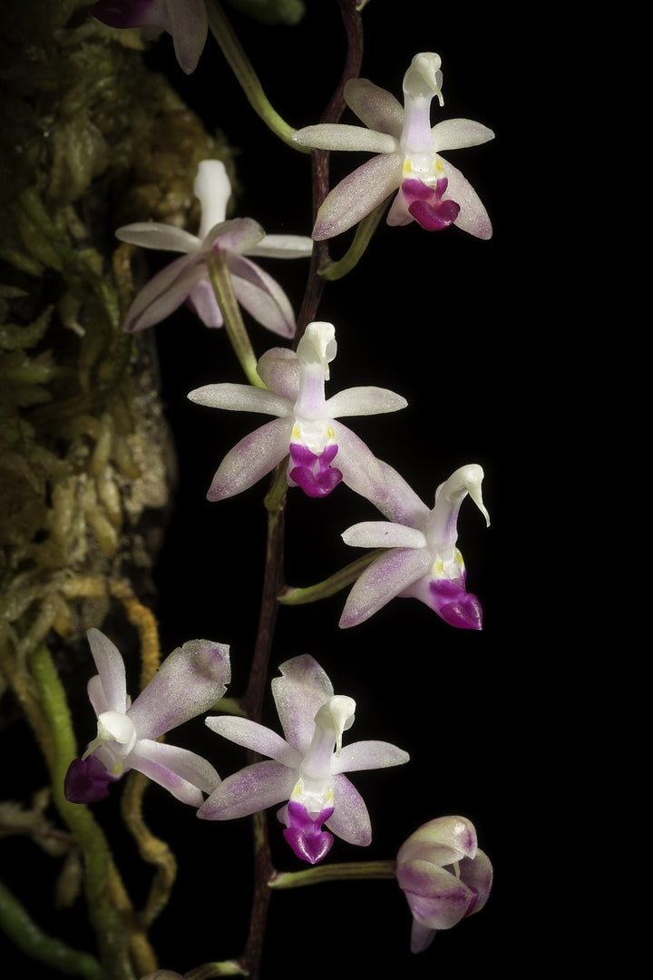 Stereochilus pachyphyllus