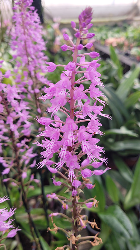 Stenoglottis longifolia