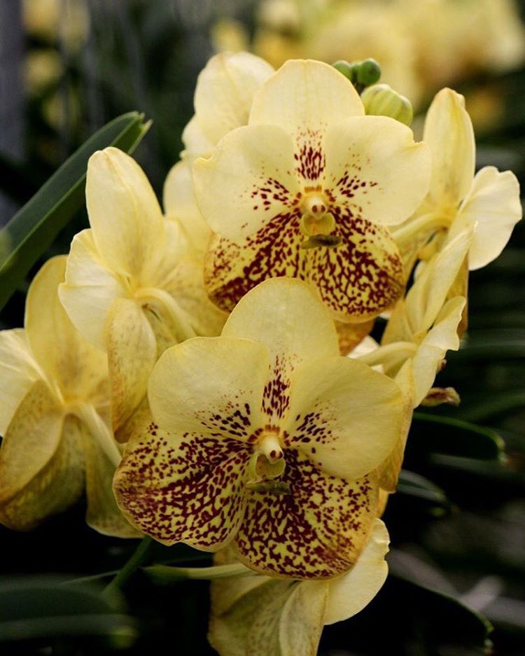Vanda Yellow Henna