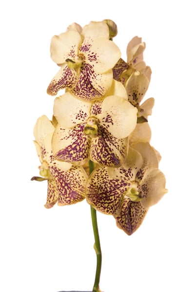 Vanda Yellow Henna