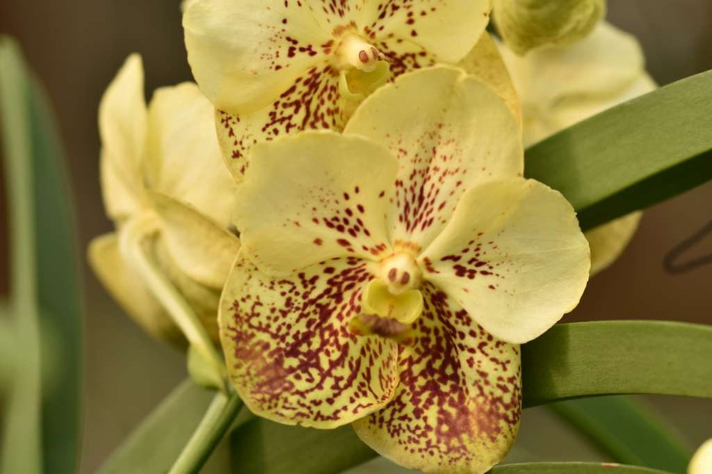 Vanda Yellow Henna